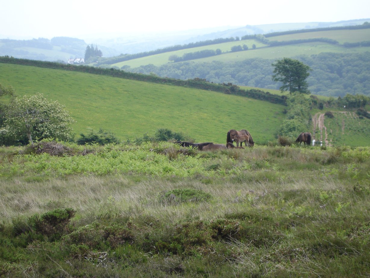 Some of Exmoors wild horses in the distance